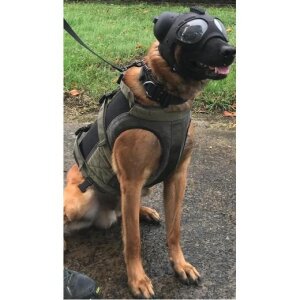 K9 Taktischer Hundehelm mit Ohrenschutz Schwarz